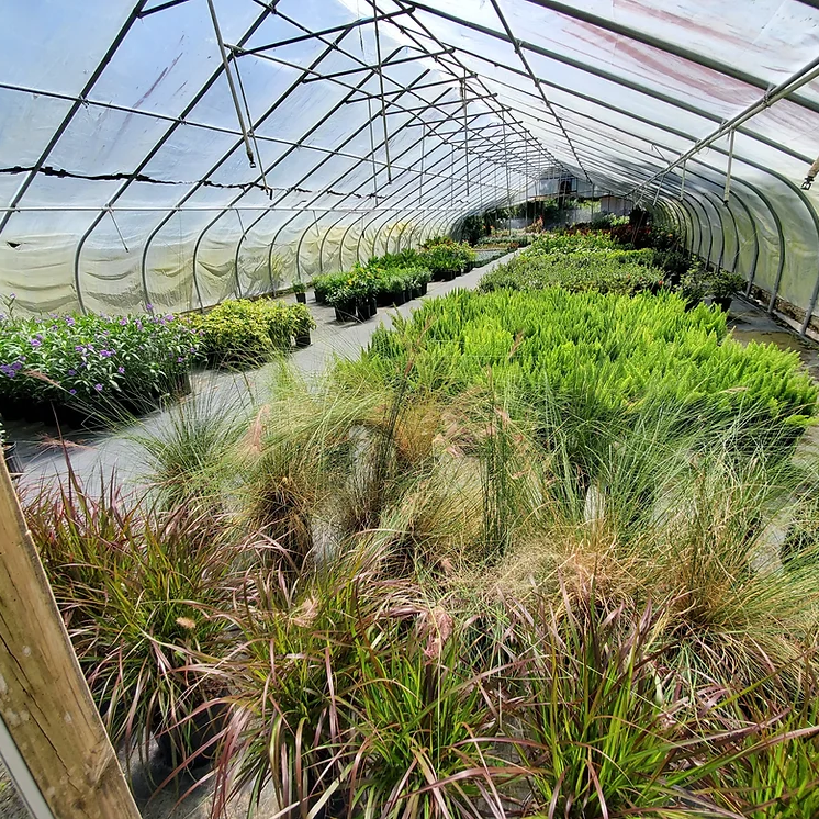 Grasses