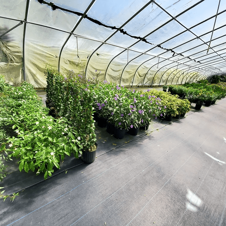 Greenhouse2