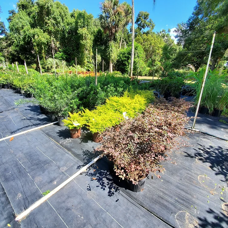 Shrubs