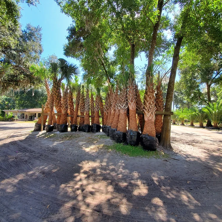 TallSabalPalms